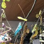 Blu erobert den Wellibaum