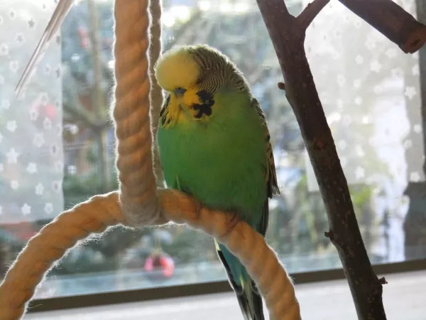 Wellensittich-Bild: Mein Knuddelherzchen 