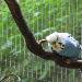 Fluse Flauschig