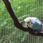 Fluse Flauschig 