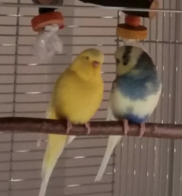 Wellensittich-Bild: Hey ich bin neu wollen wir Freunde sein
