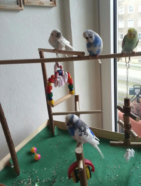 Wellensittich-Bild: Spielplatz 