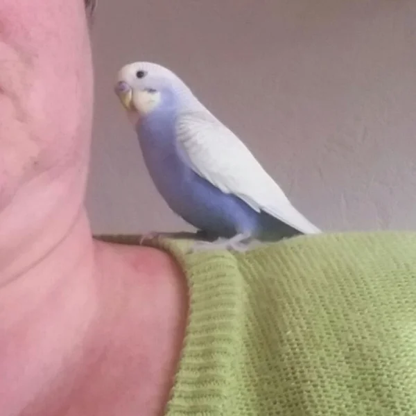 Wellensittich-Bild: Ernie bei seinem sicheren Platz im Freiflug 