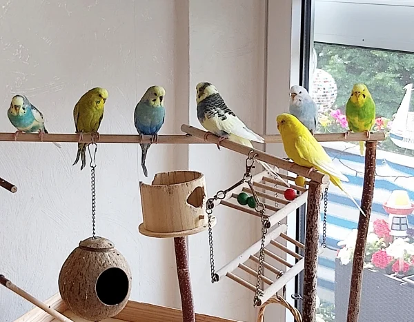 Wellensittich-Bild: Alle mussten ihr Voli Räumen wegen Grundputz.
