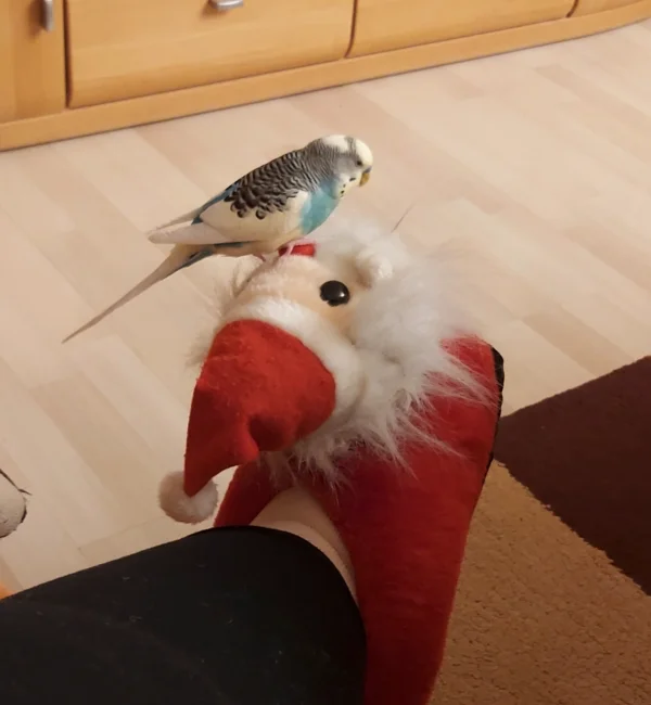 Wellensittich-Bild: Jimmy sagt Tschüß dem Weihnachtsmann Schuh.