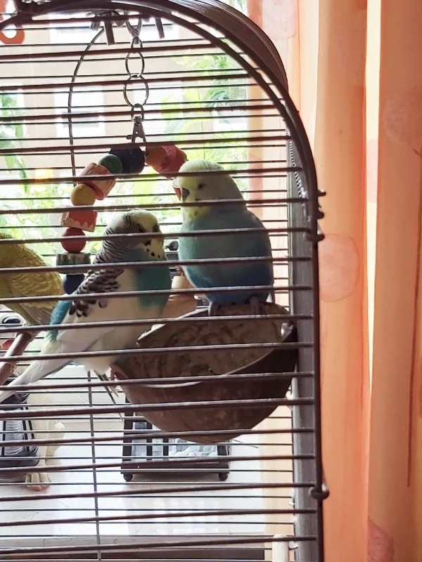 Wellensittich-Bild: Besprechen ihre nächstes Abenteuer. 