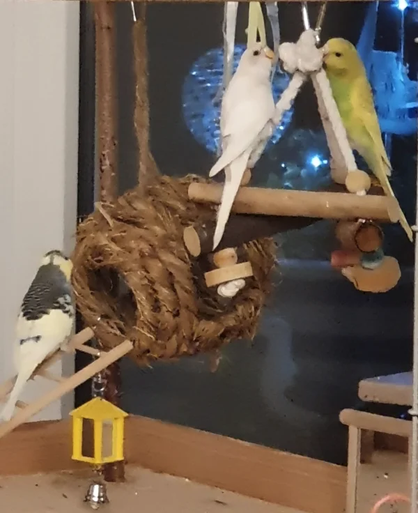 Wellensittich-Bild: Es gibt immer was zum Ausprobieren. 