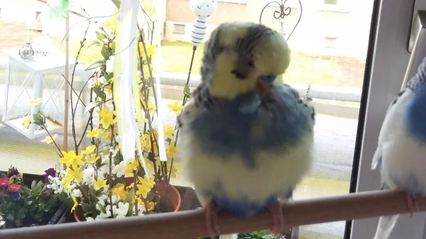 Wellensittich-Bild: Karlchen macht sich fein.