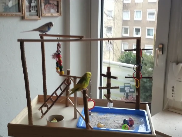 Wellensittich-Bild: Großer Spielplatz mit aus Sicht 