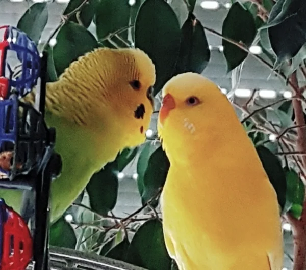 Wellensittich-Bild: Kasper und Krümel, im Urlaub hat es gefunkt letztes Jahr. 