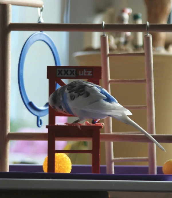 Wellensittich-Bild: Haben die auch Möbel für mich ?