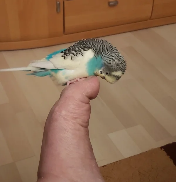Wellensittich-Bild: Jimmy hat eine Vorliebe für Füße 