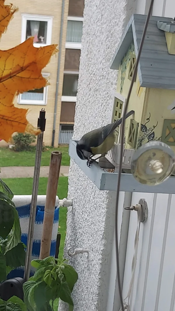 Wellensittich-Bild: Waren über den Winter immer zu Besuch.