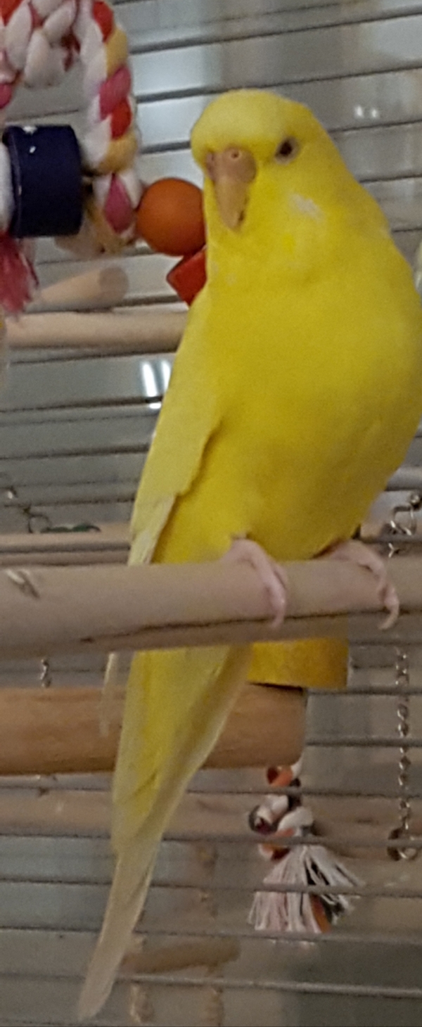 PHPSESSID