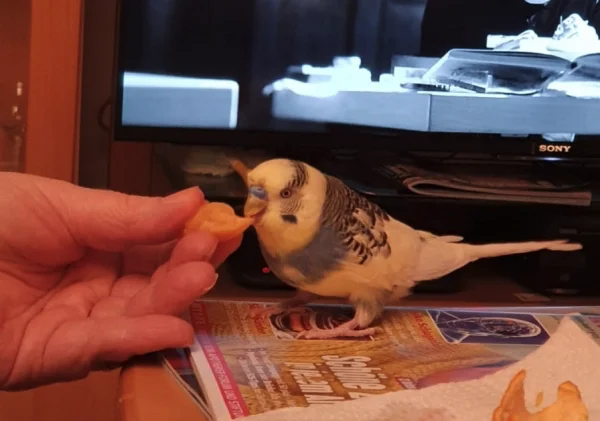 Wellensittich-Bild: Karlchen kommt nach 3 Jahren ohne Panik zum Naschen
Von allein. Er wird immer mutiger der kleine Kerl.