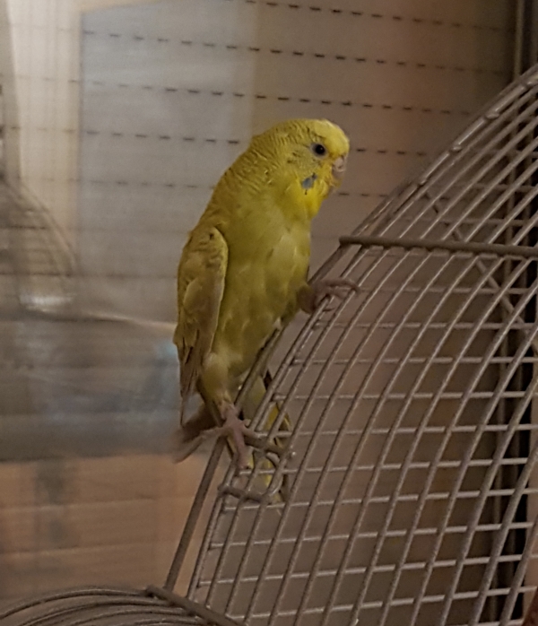 Bella