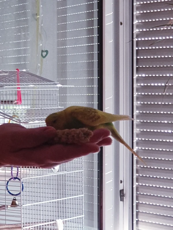 Wellensittich-Bild: Charly: Klasse Futter aus der Hand, da bin ich erstmal allein dran. ;)