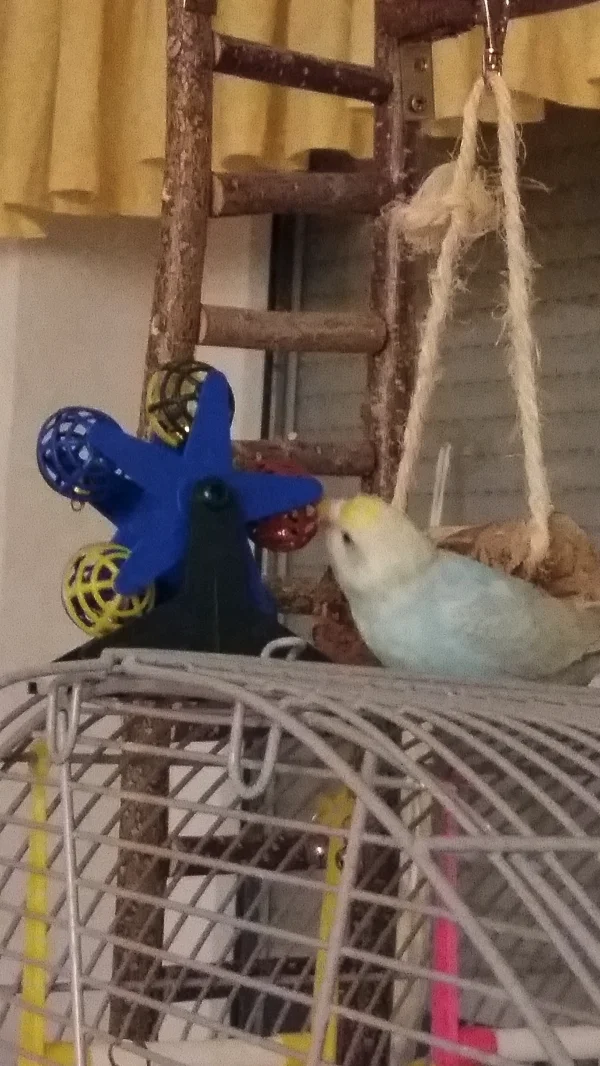 Wellensittich-Bild: Coco spiel mit dem bunten Rad.