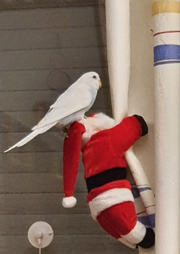 Wellensittich-Bild: Oh toll viele Neue Spielsachen von der Felo.
Mal sehen was nach Weihnachten noch Heile ist.