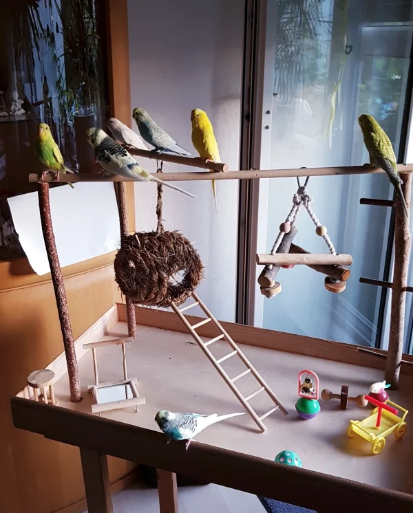Wellensittich-Bild: Charly und Snoopy sind bei den Welli-Schlümpfen eingezogen.