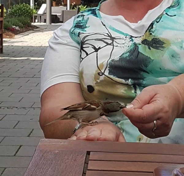 Wellensittich-Bild: Auch ein Spatz, kann frau überzeugen, aus der Hand zu fressen. Zu süß der Kleine.