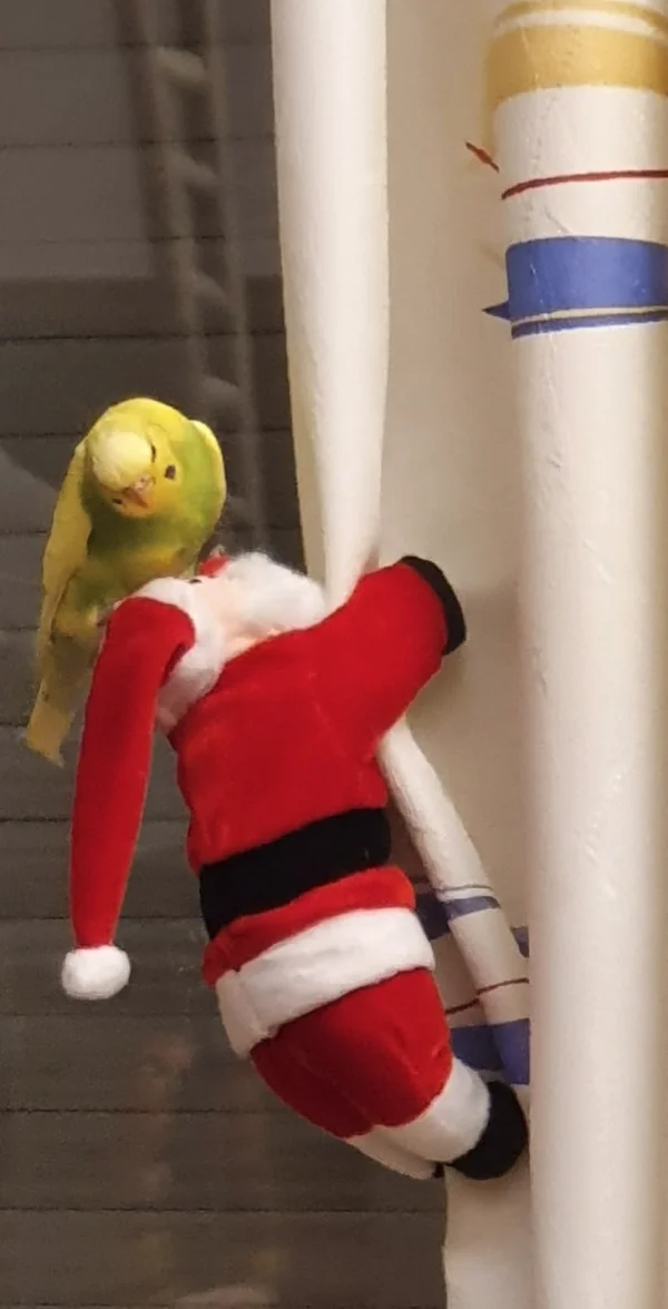 Wellensittich-Bild: Charly hat da ein paar Wünsche an den Weihnachtsmann 
