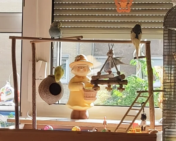 Wellensittich-Bild: Fauler Nachmittag 