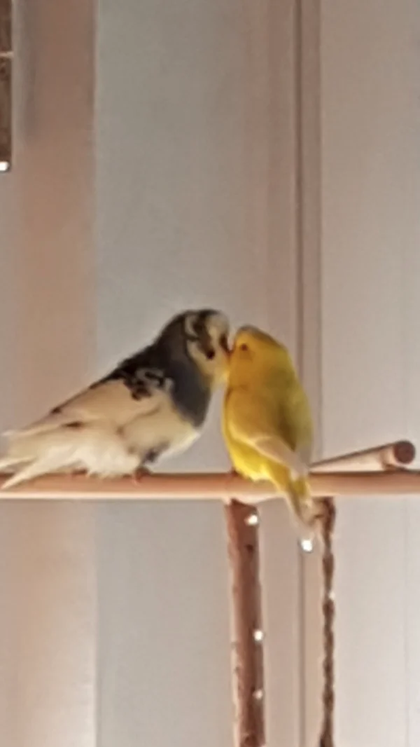 Wellensittich-Bild: Karlchen und Krümel im Gespräch zu Zweit.
Er: Meine Süße kommst du mit mir ;)