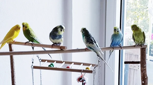 Wellensittich-Bild: Die Jungen Wilden Westen 