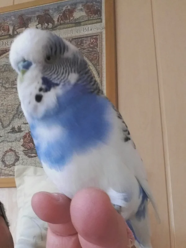 Wellensittich-Bild: Hey ich habe was Zusagen