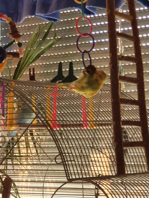 Wellensittich-Bild: Charlys Kampf mit dem Glöckchen, um sie ab zubauen.