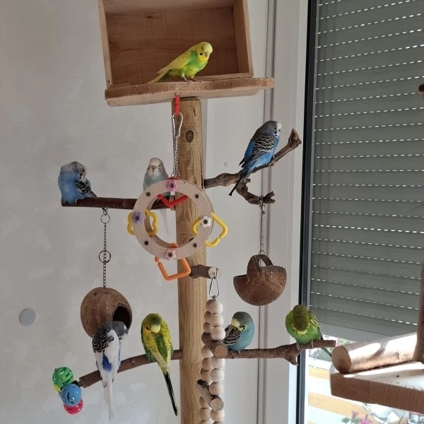 Wellensittich-Bild: Ein schöner Platz zum Entspannen. 