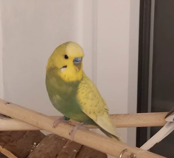 Wellensittich-Bild: Unser kleiner Coco mit neugierigen Augen in seine neue Welt.
