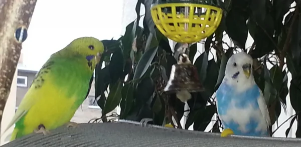 Wellensittich-Bild: Carly und Nicki