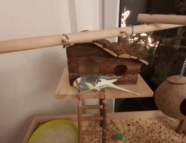 Wellensittich-Bild: Jimmy schaut sich als erster das neue Haus 
Auf den Spielplatz an.
