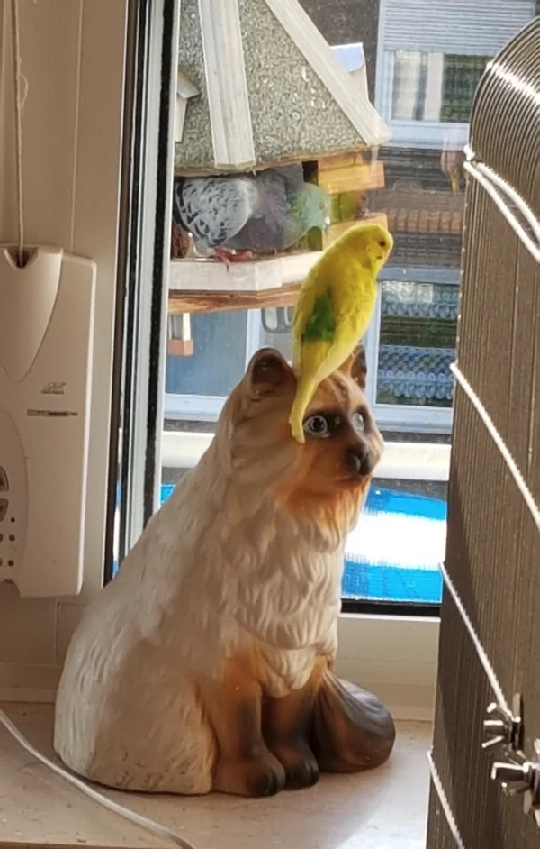 Wellensittich-Bild: Charly ganz Endspannt. :) Was bist du den für ein Riesen Vogel.Können wir uns mal unterhalten.