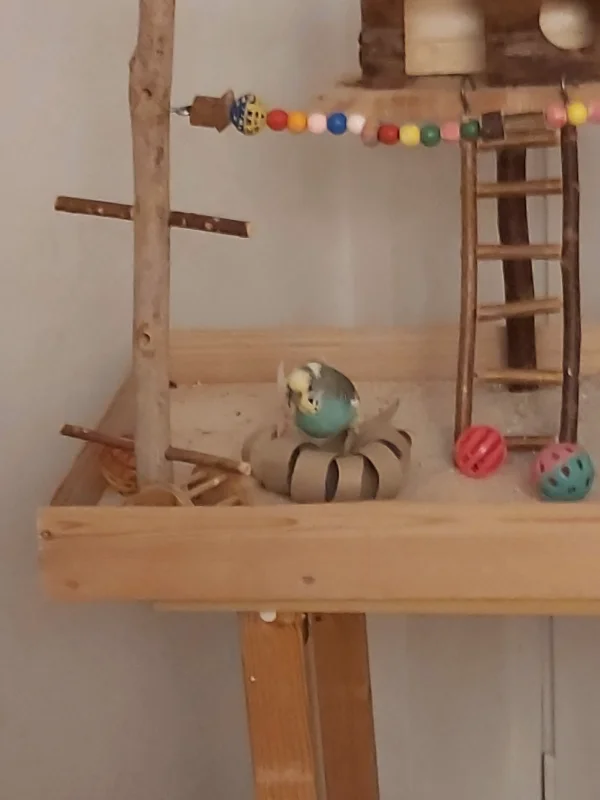 Wellensittich-Bild: Jimmy hat ein neues Spielzeug zum Zerlegen;)