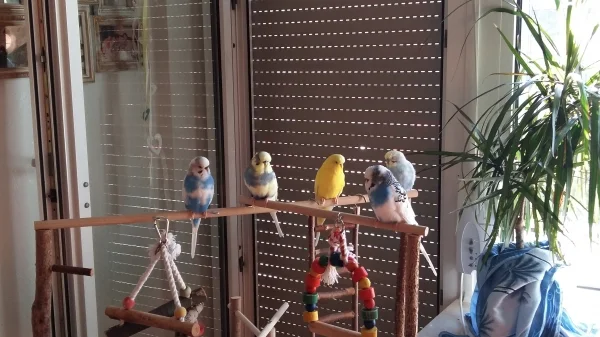 Wellensittich-Bild: Unsere Bande auf ihrem Aussichtspunkt