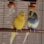 Krümel und Karlchen