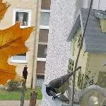 Ein Meise beim Fressen