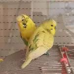 Coco und Einstein erster Freiflug