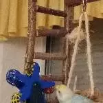 Coco und sein Rad
