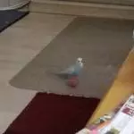 Ernie wird erwachsen