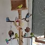Bunter Vogelbaum 