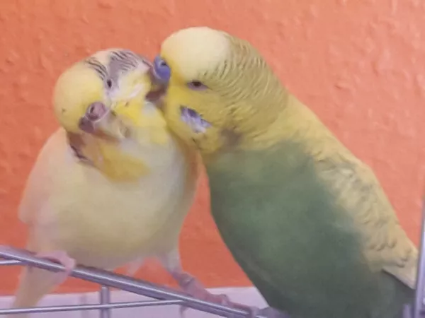 Wellensittich-Bild: Nachdem Barney nach 6 gemeinsamen Jahren um Weihnachten leider zum Witwer geworden ist (er kannte bisher nur seinen männlichen Kumpel, den zauberhaften blauen Freddie), ist vor ca. 4 Wochen die süße Witwe Bibi bei uns eingezogen. Barney war sofort hin und weg. Es war sozusagen Liebe auf den ersten Flügelschlag :) Die beiden sind nun unzertrennlich und ich erkenne meinen Barney kaum wieder - ein wahrer Gentleman <3 
Mein kleiner Freddie bleibt natürlich unvergessen..