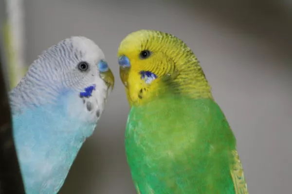 Wellensittich-Bild: Freddie und Barney