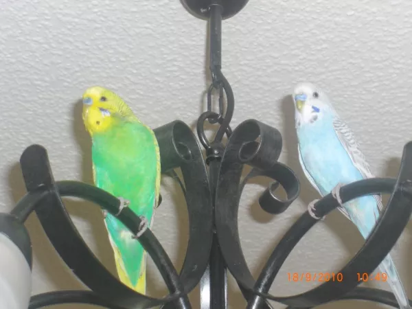 Wellensittich-Bild: Die Lampe haben sie gleich als erstes erobert :) danach sind wir dann umgezogen und sie haben einen Weidekranz bekommen
