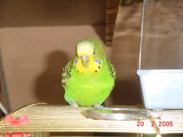 Wellensittich-Bild: Hier im Alter von 12 Jahren - meine kleine Pedy
