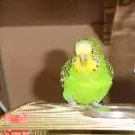 Happy Bird :)
