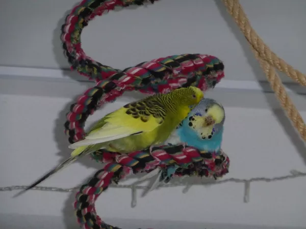 Wellensittich-Bild: Louise bei einer ihrer bisherigen Lieblingsbeschäftigungen: Sky kraulen und frisieren..